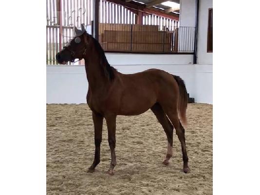 10 chronón Kfps Reg Friesian Mare